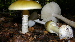 L'Amanita phalloides, un fungo letale