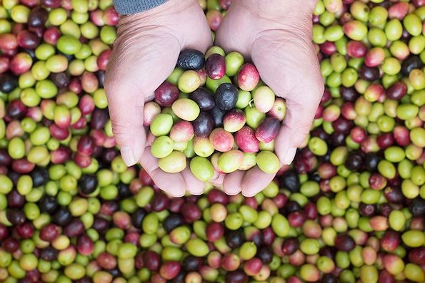 unapol-image-olive-2