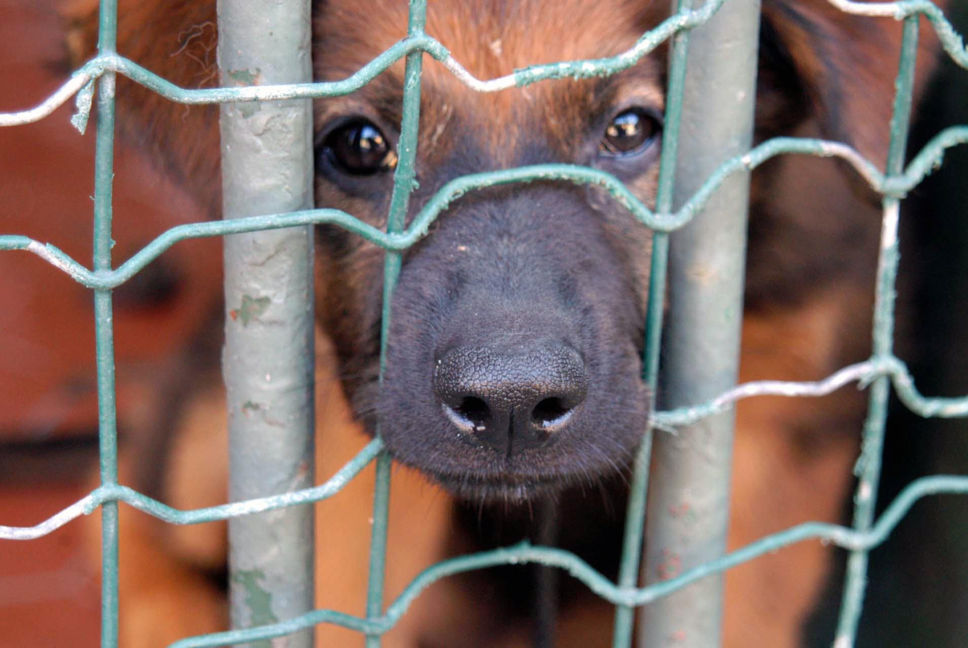 Animali, controlli dei Nas in canili e gattili: sequestrate 26 strutture