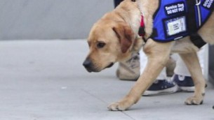 Bologna, ragazza cieca sfrattata per cane-guida riceve offerte casa