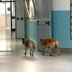 cani_strillo10