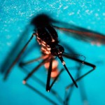 Dengue Italia, 338 casi da inizio anno di cui 82 autoctoni: ultimo bollettino
