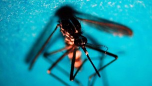Dengue Italia, 338 casi da inizio anno di cui 82 autoctoni: ultimo bollettino