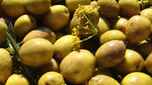 olive-in-salamoia