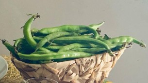 1 maggio, fave e pecorino alla scampagnata? Mix ideale per la salute: ecco perché