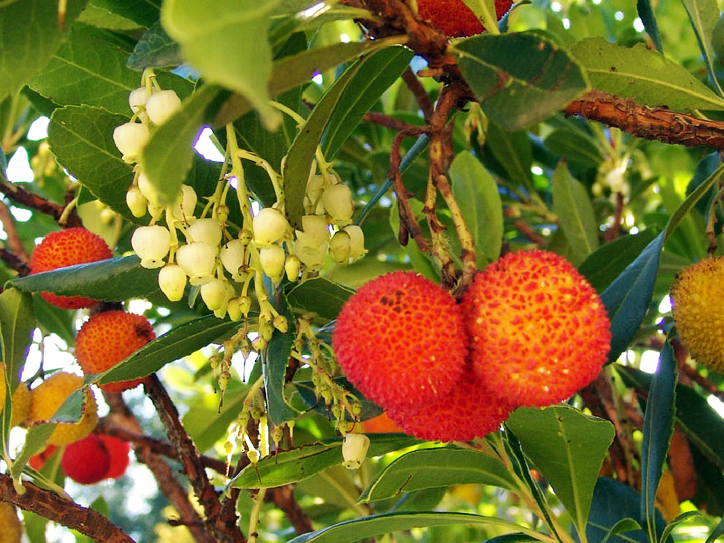 2-cacumbari
