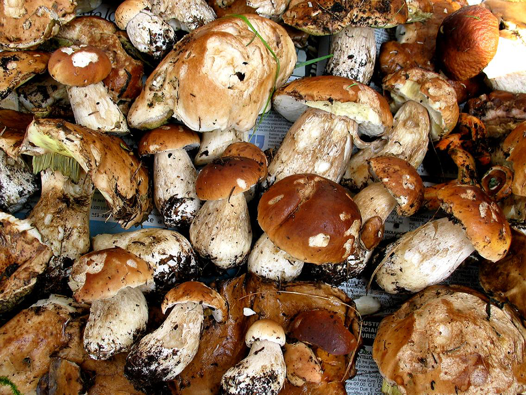 2-funghi_big