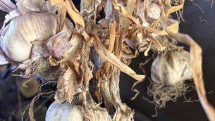 aglio_rosa_1_archivioslowfood