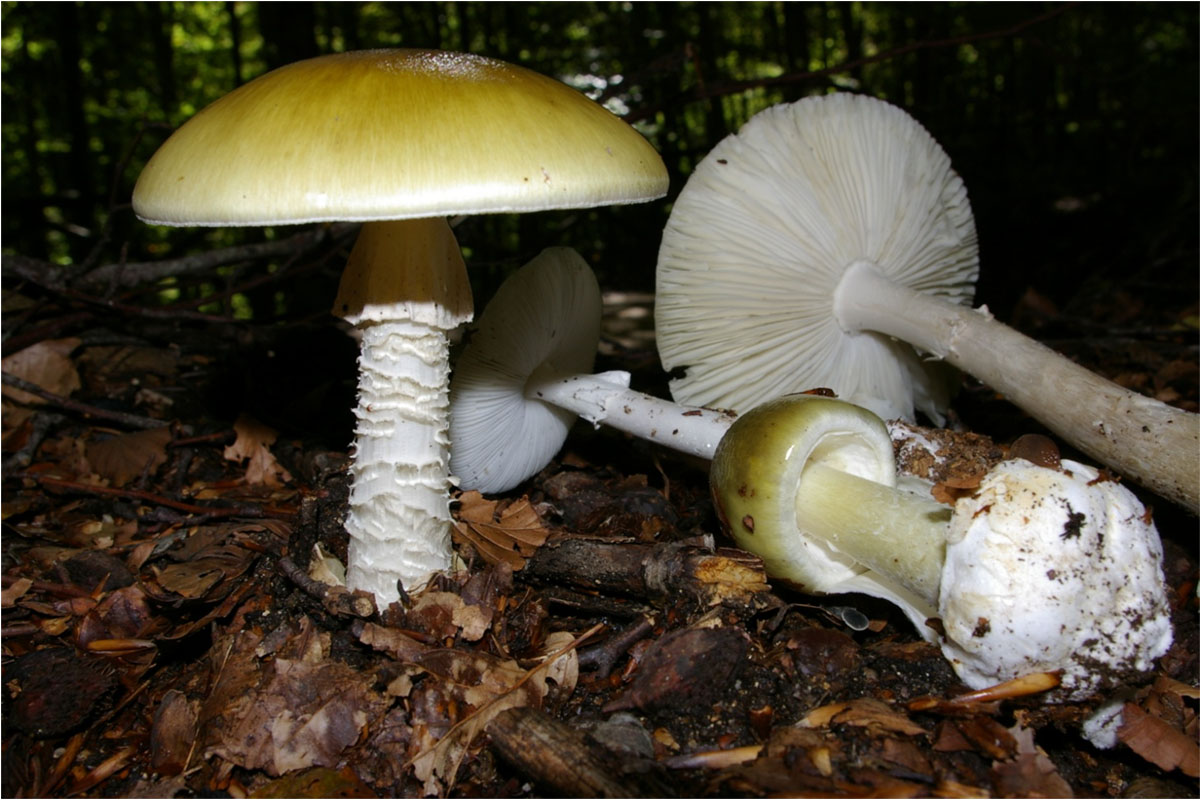 L'Amanita phalloides, un fungo letale