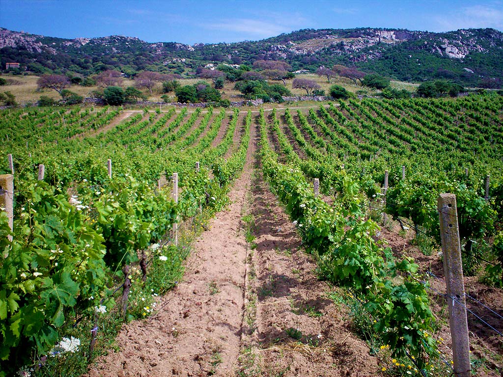 Calabria-Agricoltura.-Aruzzolo-Ncd-“Sbloccare-risorse-settore-danneggiato-da-alluvioni”