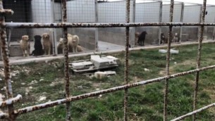 canile_lager_caserta_400_cani