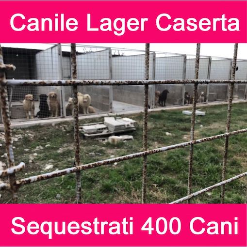 canile_lager_caserta_400_cani