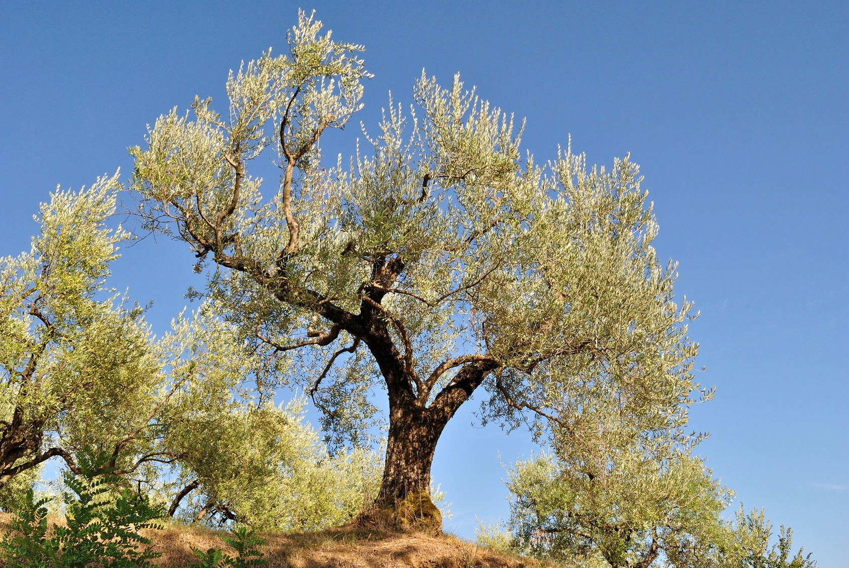 Pianta di Olivo