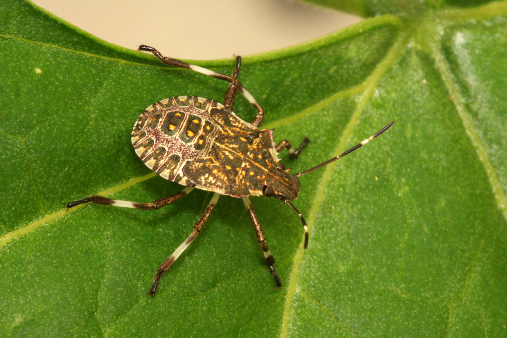 Un esemplare di cimice marmorata asiatica