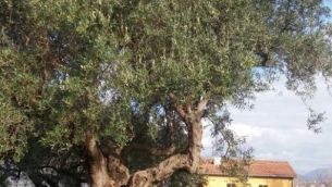 istituto_cirella