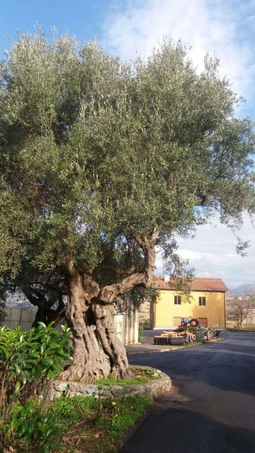 istituto_cirella