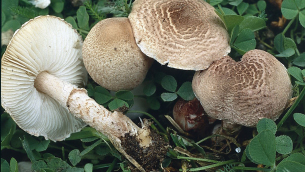 Esemplari di Lepiota subincarnata