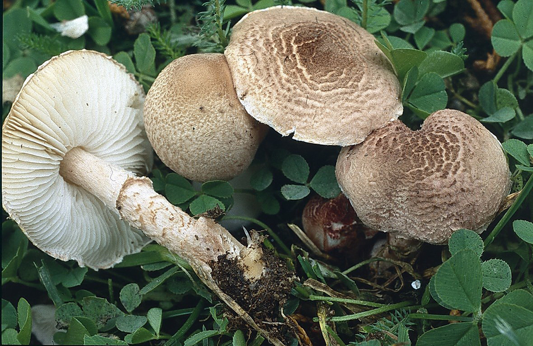 Esemplari di Lepiota subincarnata