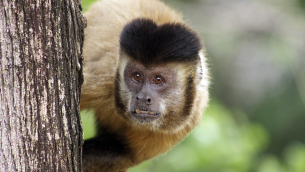 macaco-prego_sapajus_libidinosus_2012_28066