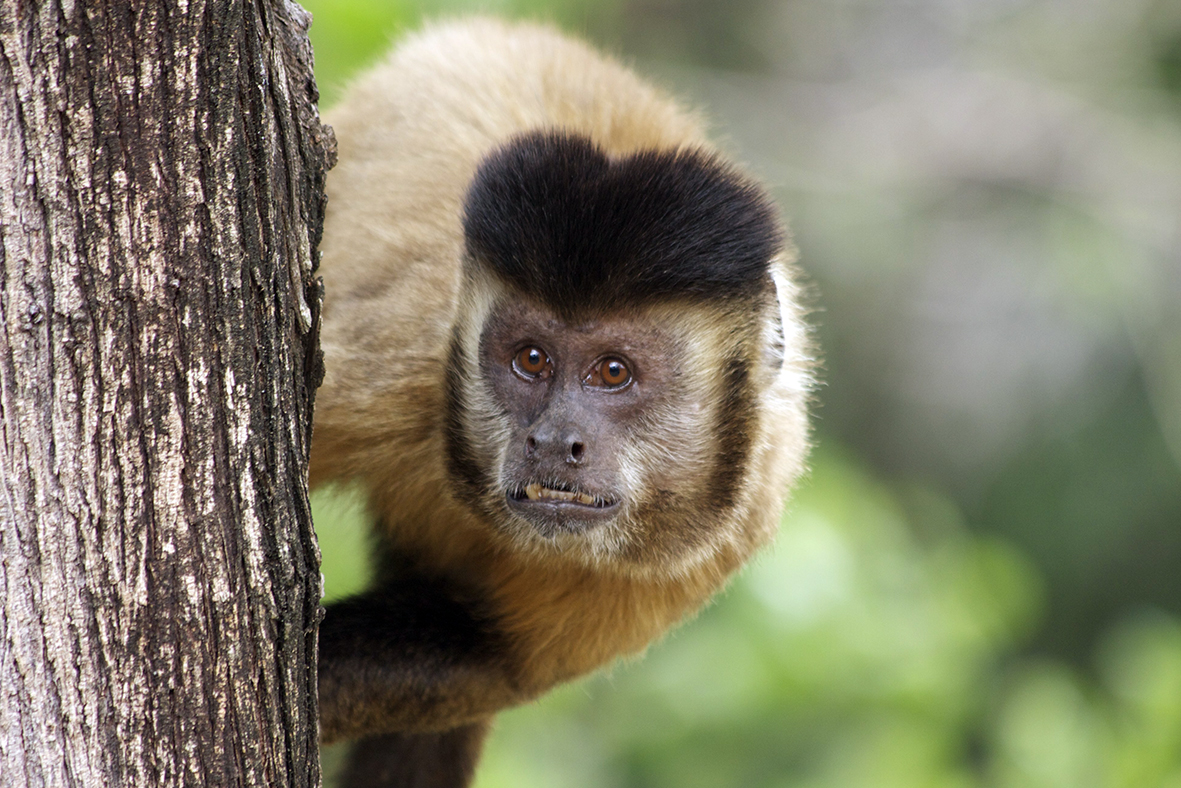 macaco-prego_sapajus_libidinosus_2012_28066