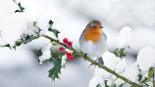 NEVE-AGRIFOGLIO-PETTIROSSO