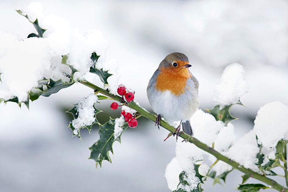 NEVE-AGRIFOGLIO-PETTIROSSO