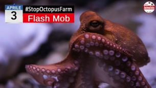 sstop_octopus