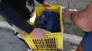 uva-raccolta