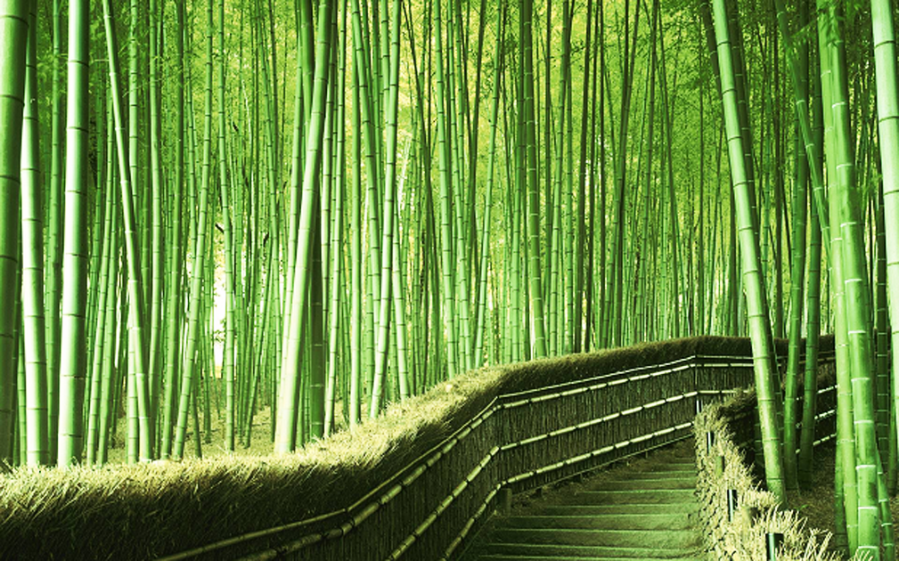 una-piantagione-di-bambu