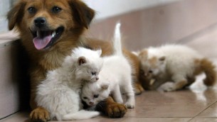 A Roma ci sarà il primo ospedale veterinario pubblico