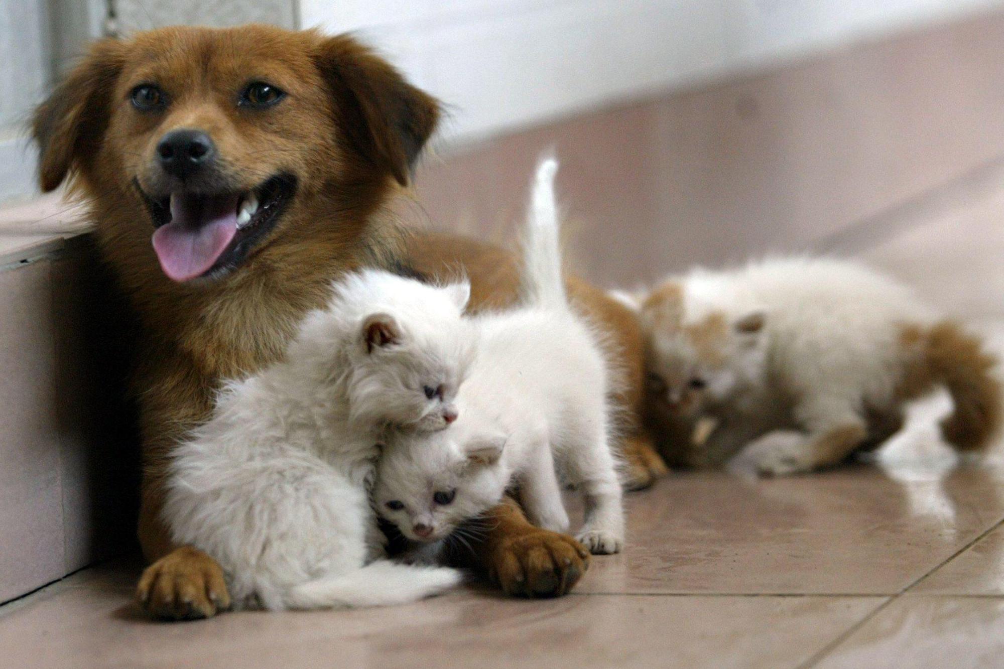 A Roma ci sarà il primo ospedale veterinario pubblico
