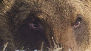 Abruzzo, è morto l'orso Juan Carrito: investito da un'auto