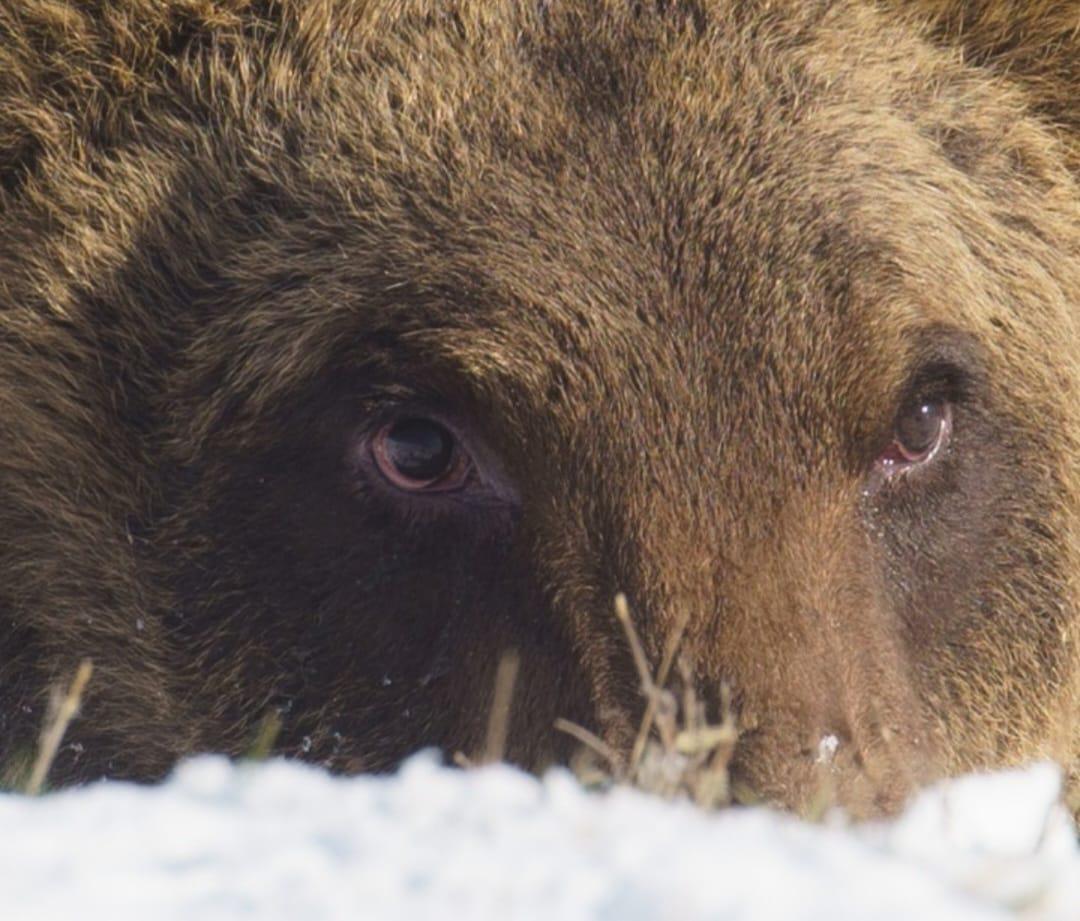 Abruzzo, è morto l'orso Juan Carrito: investito da un'auto