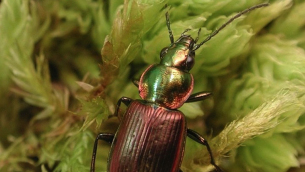 agonum_tulliae_opt