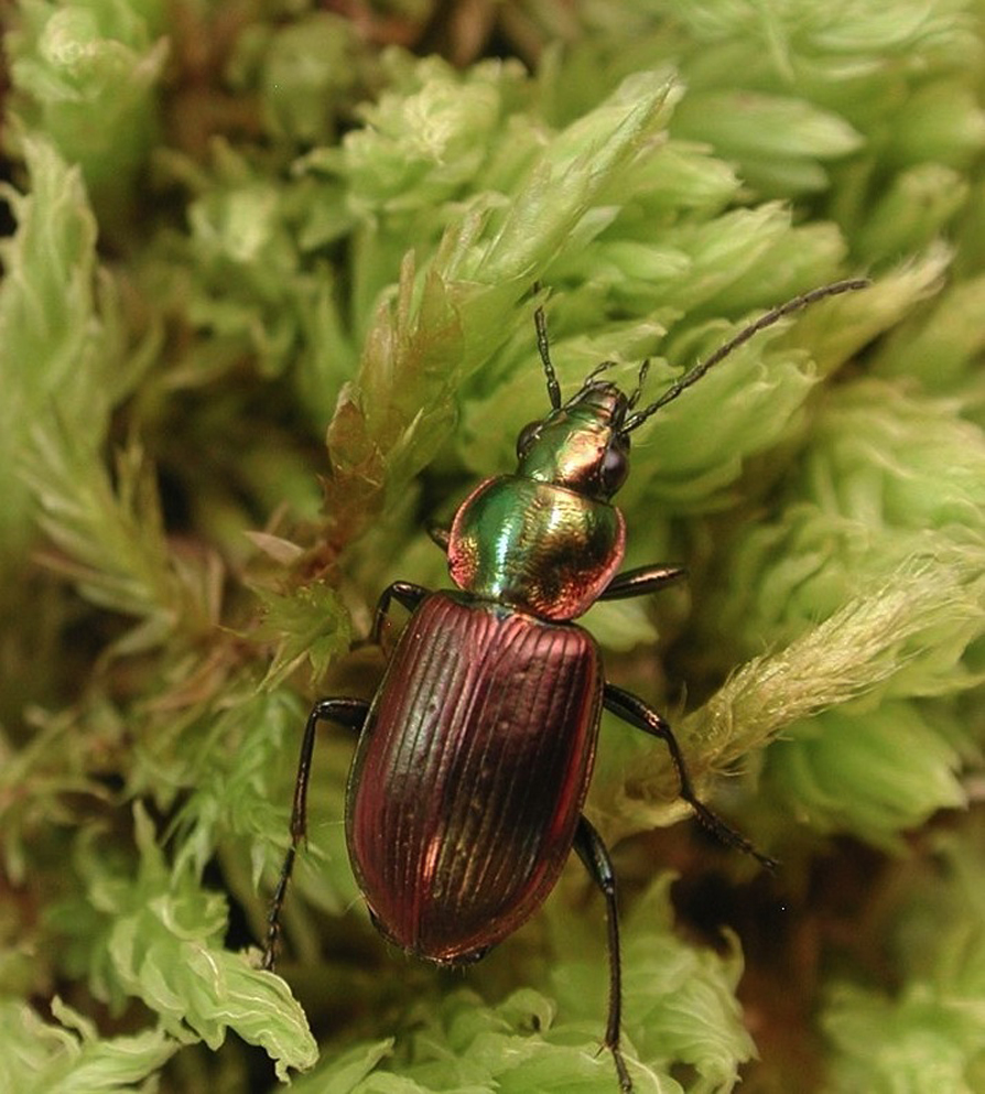 agonum_tulliae_opt