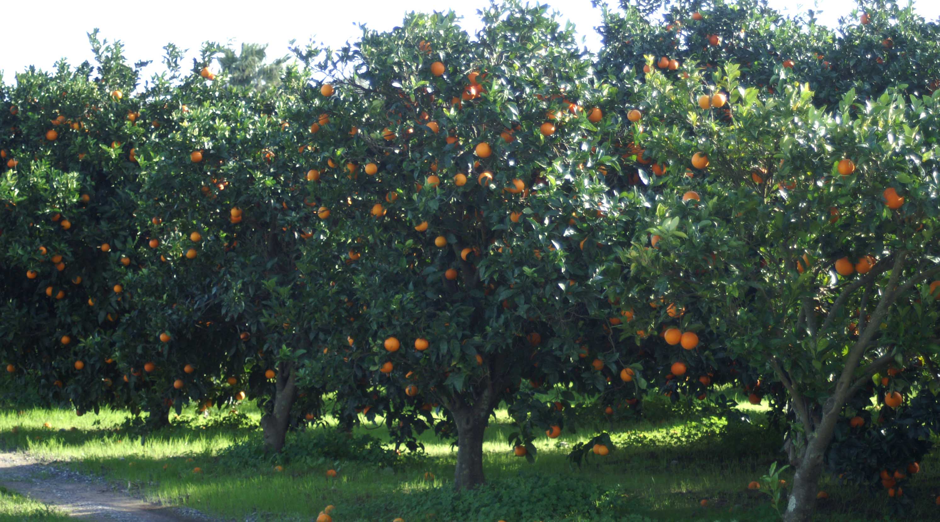 agr-arance-albero