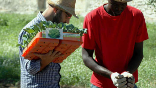 agricoltori_migranti-jpg__1200x600_q50_crop_subsampling-2_upscale