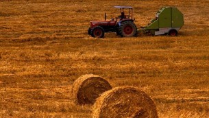 Agricoltura, Fondo AgriCat: pubblicato il Rapporto Ismea su sperimentazione 2022
