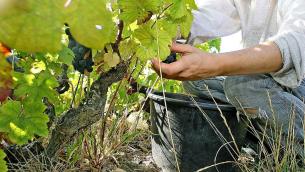 Agricoltura, Ismea: "Nel 2020 polizze per 6,1 mld per coltivazioni vegetali"