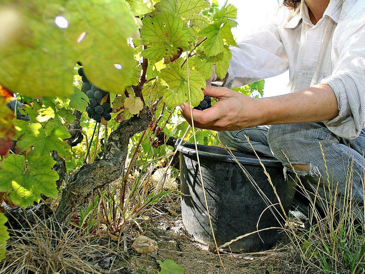 Agricoltura, Ismea: "Nel 2020 polizze per 6,1 mld per coltivazioni vegetali"