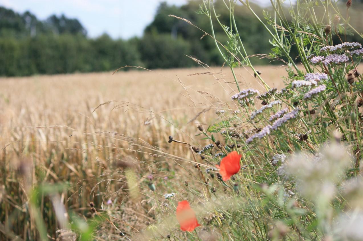 Agricoltura, più biodiversità su 3 mln di ettari ogni anno: l'impegno di Syngenta