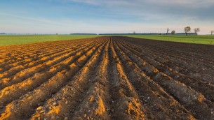 Agricoltura, Vaccari (Crea): "Servono investimenti mirati su Tea, bisogna correre"