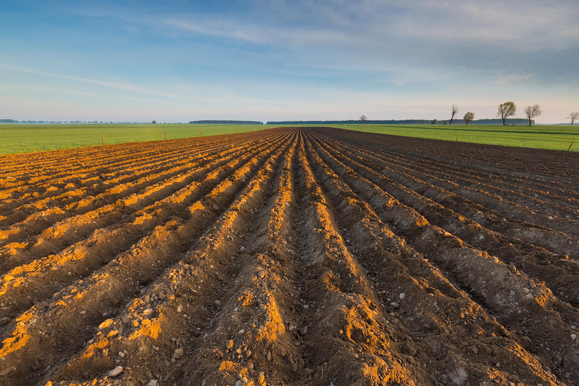 Agricoltura, Vaccari (Crea): "Servono investimenti mirati su Tea, bisogna correre"