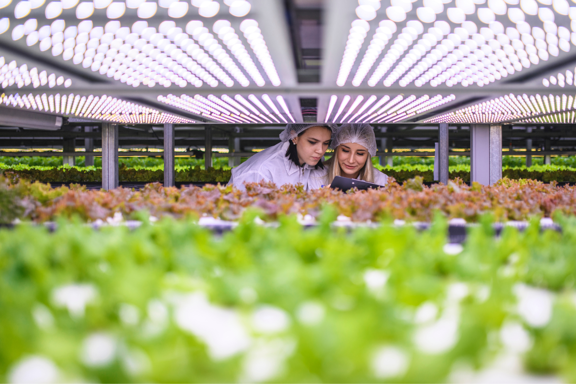 Agrolimentare, Ismea: "In primi 9 mesi export +6,1% a 47 mld, saldo resta negativo"