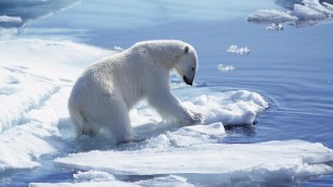 Alaska, una donna e un bambino uccisi da orso polare
