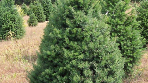 alberi-di-natale-veri_NCG2