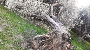 albero-spezzato