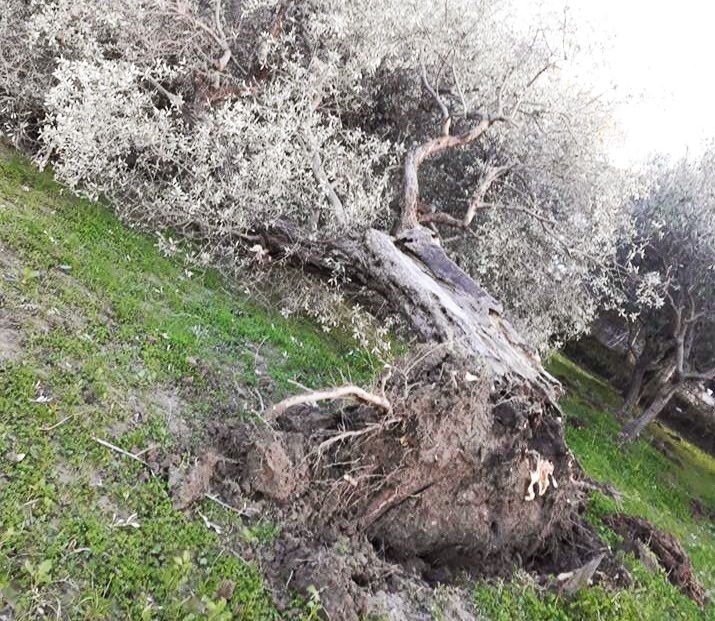albero-spezzato