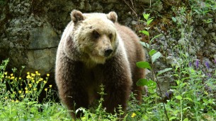 Albosaggia, si trovano l'orso a 100 metri: attimi di paura per una famiglia