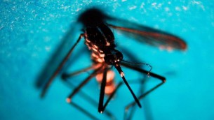 Allarme Dengue in Sudamerica: sintomi, cos'è e come si trasmette